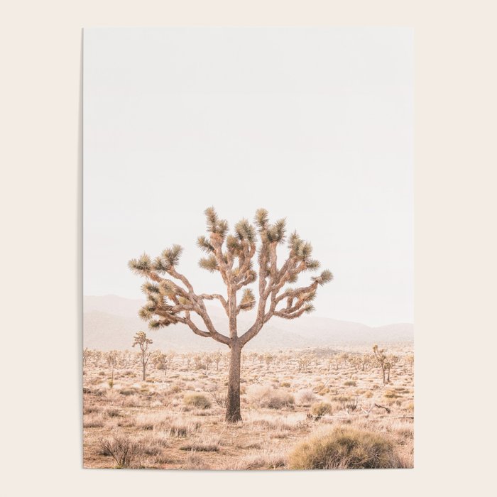 Yucca Poster Gallery Image 4