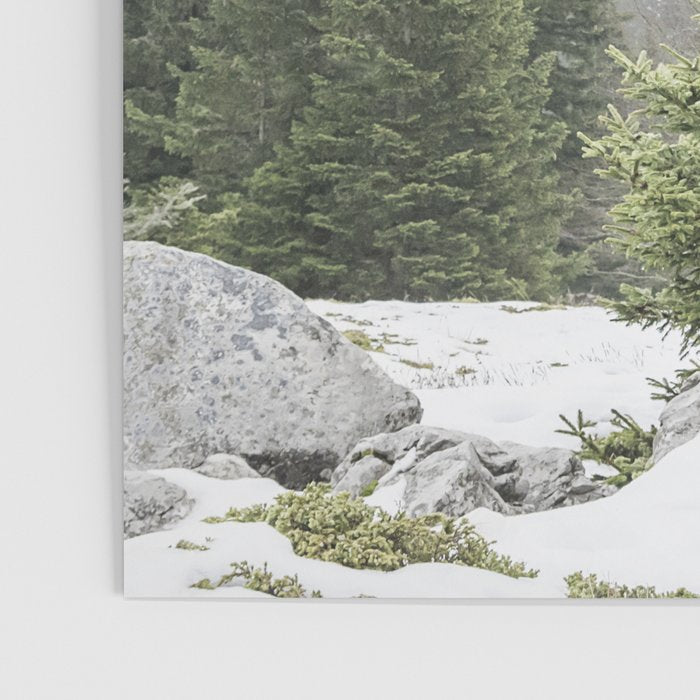 Winter Forest Landscape  Poster Gallery Image 3