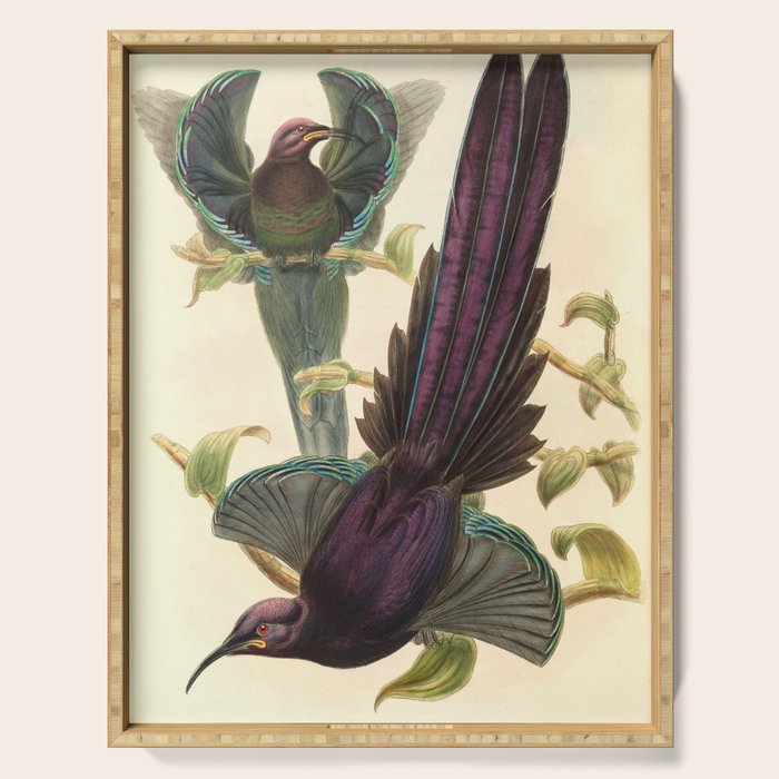 Birds-of-paradise (Epimachus Ellioti) by John Gould, 1875-1888 (benefitting the Nature Conservancy) Serving Tray Gallery Image 1
