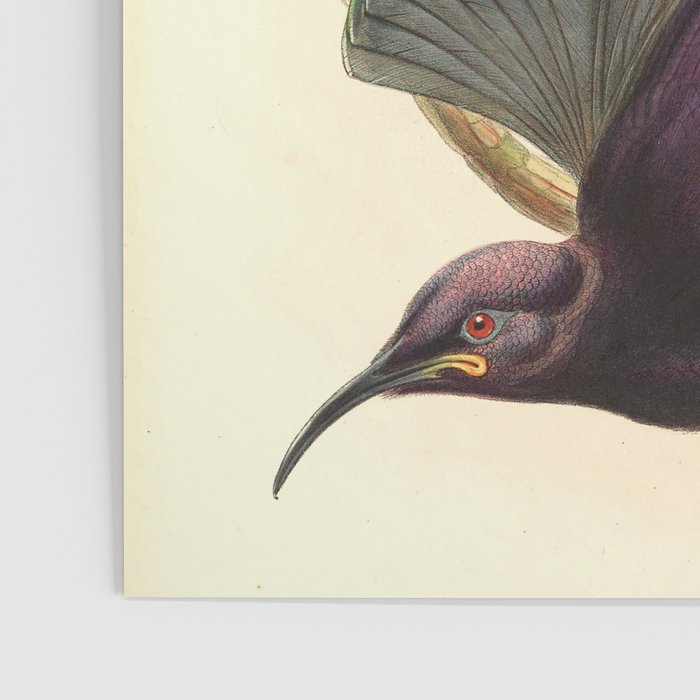 Birds-of-paradise (Epimachus Ellioti) by John Gould, 1875-1888 (benefitting the Nature Conservancy) Poster Gallery Image 3
