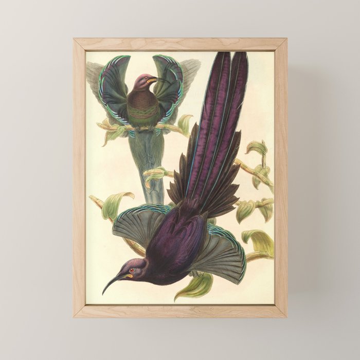 Birds-of-paradise (Epimachus Ellioti) by John Gould, 1875-1888 (benefitting the Nature Conservancy) Mini Art Print Gallery Image 1