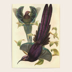 Birds-of-paradise (Epimachus Ellioti) by John Gould, 1875-1888 (benefitting the Nature Conservancy) Poster Gallery Image 4