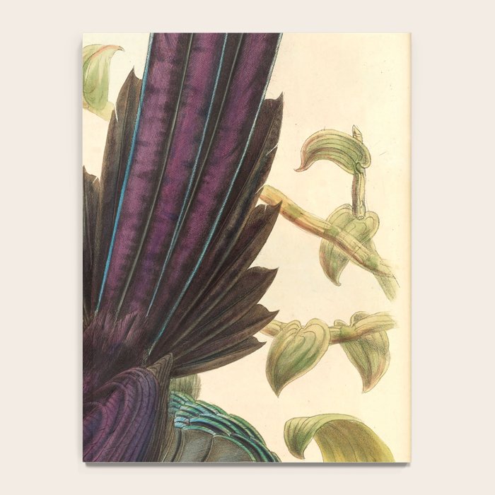 Birds-of-paradise (Epimachus Ellioti) by John Gould, 1875-1888 (benefitting the Nature Conservancy) Notebook Gallery Image 4