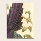 Birds-of-paradise (Epimachus Ellioti) by John Gould, 1875-1888 (benefitting the Nature Conservancy) Notebook Gallery Image 4