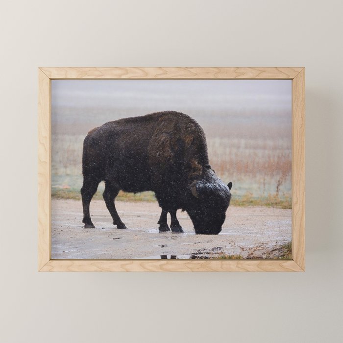Antelope Island Buffalo Mini Art Print Gallery Image 1