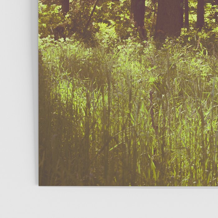 Summer Forest Sunlight - Nature Photography Poster Gallery Image 3