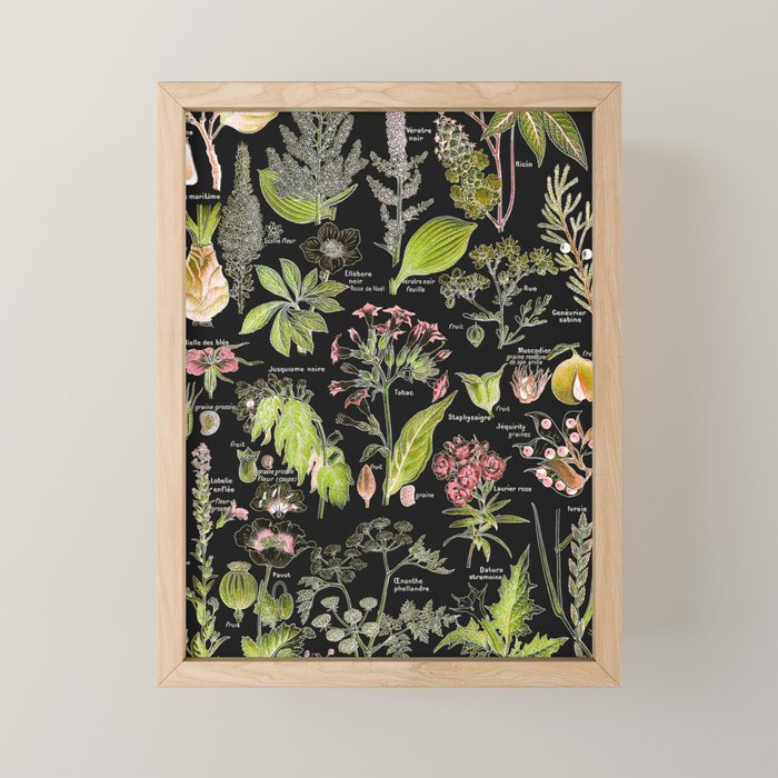 Adolphe Millot - Plantes dangereuses A (dangerous plants A) Mini Art Print Gallery Image 1