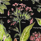 Adolphe Millot - Plantes dangereuses A (dangerous plants A) Coffee Mug Gallery Image 2