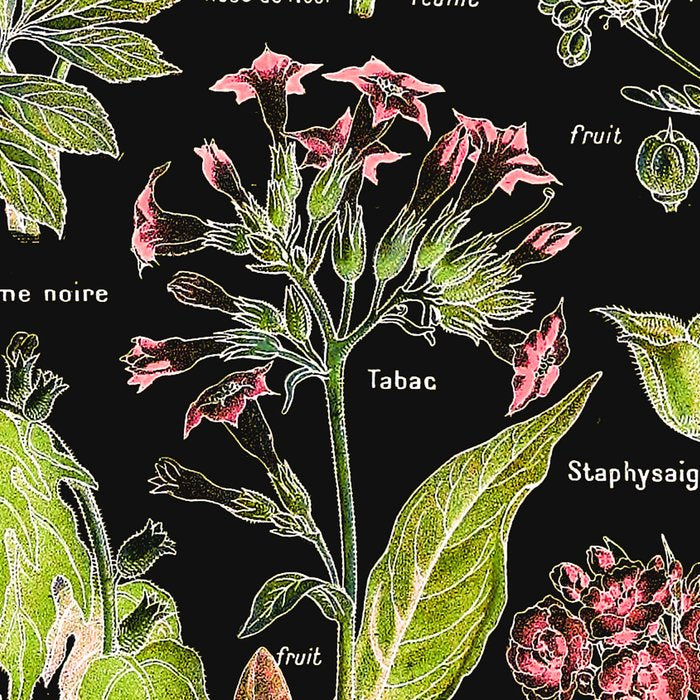 Adolphe Millot - Plantes dangereuses A (dangerous plants A) Coffee Mug Gallery Image 2