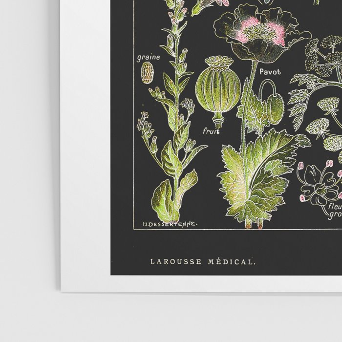 Adolphe Millot - Plantes dangereuses A (dangerous plants A) Poster Gallery Image 3