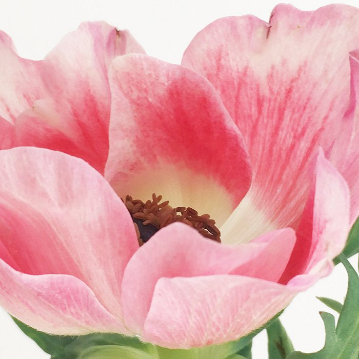 Pink Anemone Coffee Mug Gallery Image 2