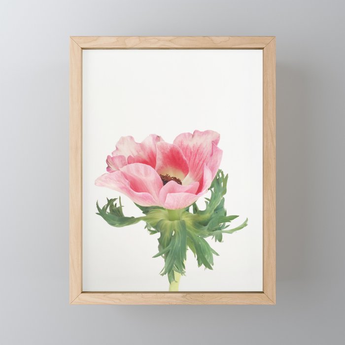 Pink Anemone Mini Art Print Gallery Image 1