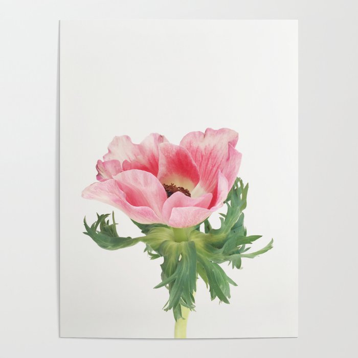 Pink Anemone Poster Gallery Image 4