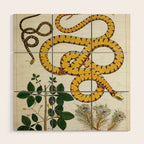 Yellow Snakes Seba Albertus Wood Wall Art Gallery Image 1