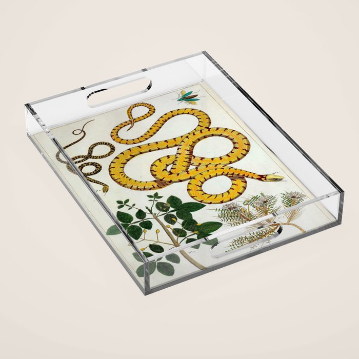 Yellow Snakes Seba Albertus Acrylic Tray Gallery Image 1