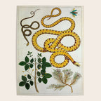 Yellow Snakes Seba Albertus Poster Gallery Image 4