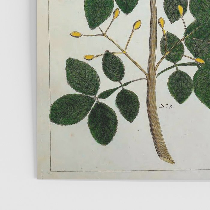 Yellow Snakes Seba Albertus Poster Gallery Image 3