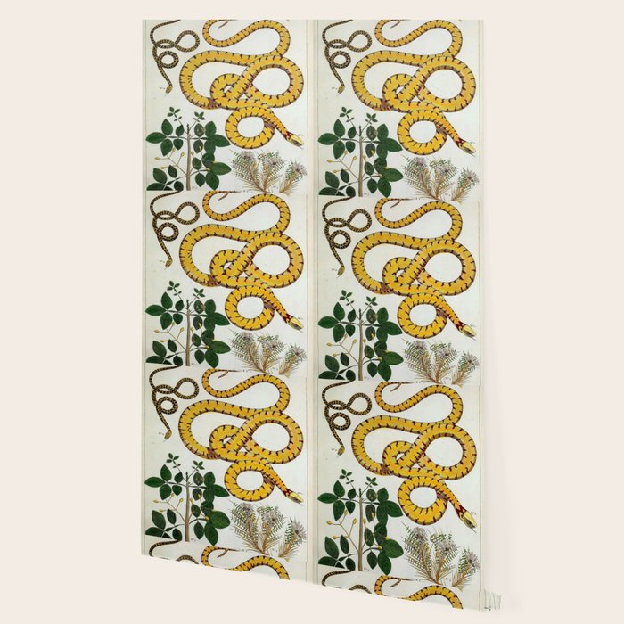 Yellow Snakes Seba Albertus Wallpaper Gallery Image 2