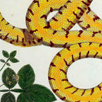 Yellow Snakes Seba Albertus Coffee Mug Gallery Image 2