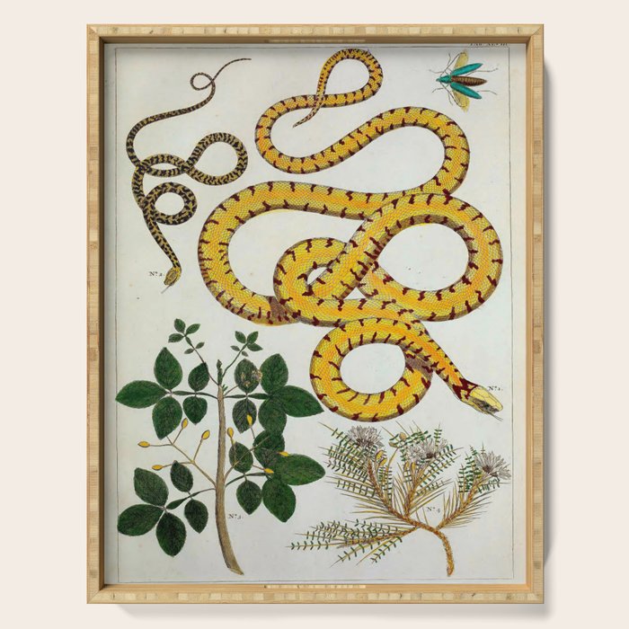 Yellow Snakes Seba Albertus Serving Tray Gallery Image 1
