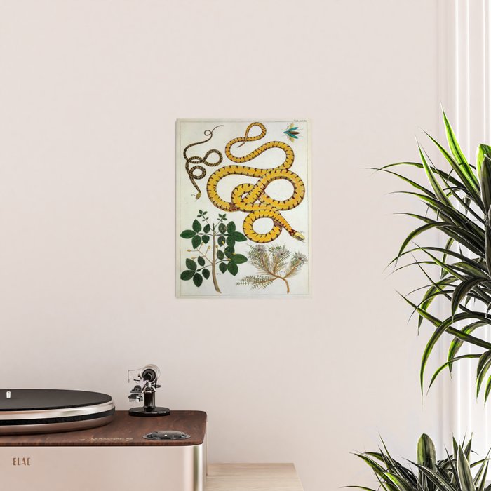 Yellow Snakes Seba Albertus Poster Gallery Image 2