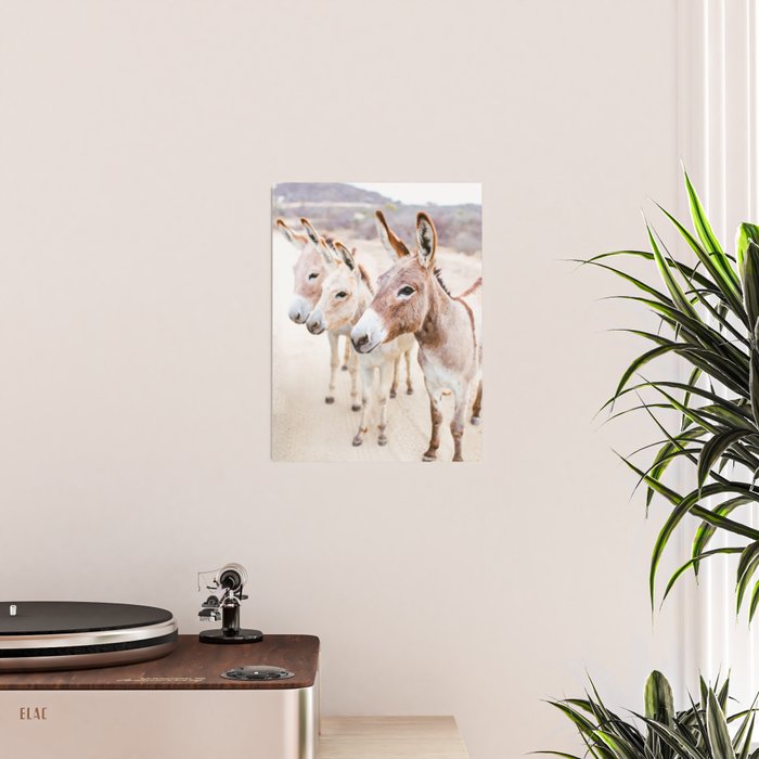 Three Donkeys in Baja, Mexico Poster Gallery Image 2