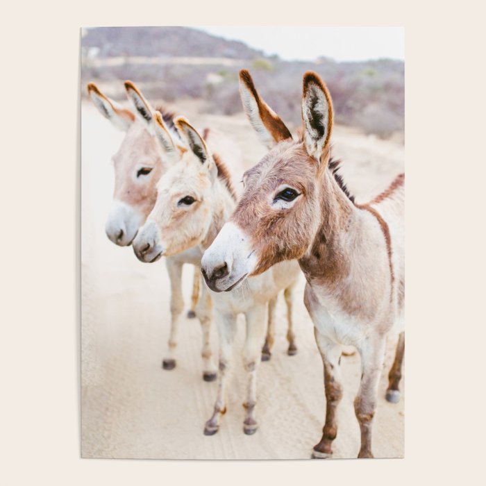 Three Donkeys in Baja, Mexico Poster Gallery Image 4