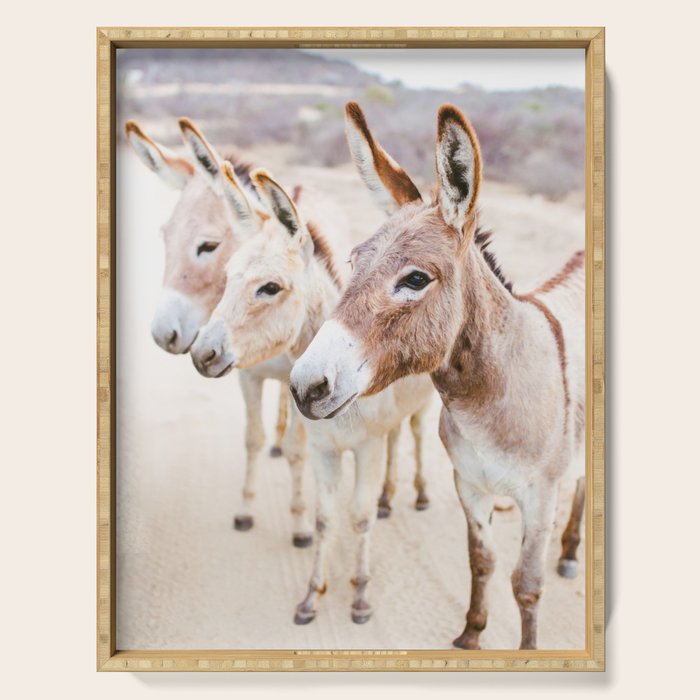 Three Donkeys in Baja, Mexico Serving Tray Gallery Image 1