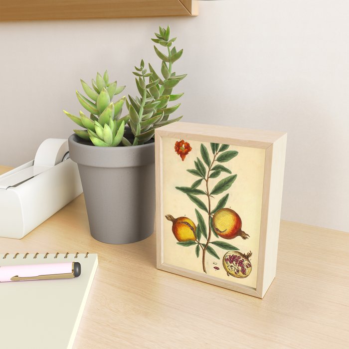 Pomegranate by Elizabeth Blackwell from "A Curious Herbal," 1737 (benefiting The Nature Conservancy) Mini Art Print Gallery Image 2