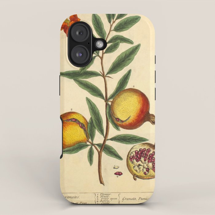 Pomegranate by Elizabeth Blackwell from "A Curious Herbal," 1737 (benefiting The Nature Conservancy) iPhone Case Gallery Image 1