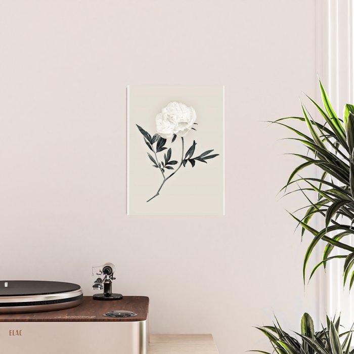 White Rose  Poster Gallery Image 2