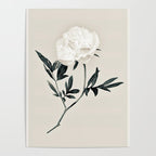 White Rose  Poster Gallery Image 4