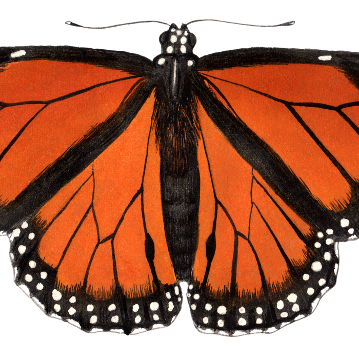 Monarch (Danaus plexippus) Coffee Mug Gallery Image 2