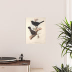 Blackbird by John and Elizabeth Gould, 1837 (benefitting The Audubon Society) Poster Gallery Image 2