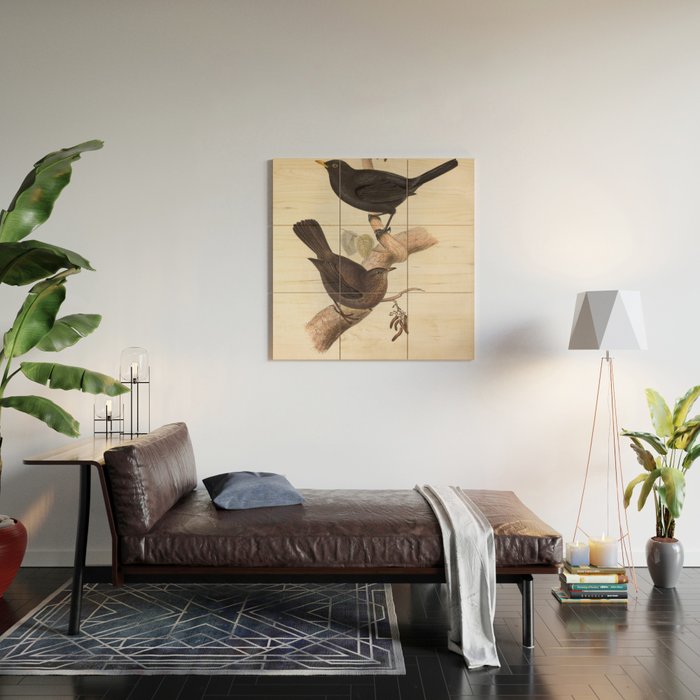 Blackbird by John and Elizabeth Gould, 1837 (benefitting The Audubon Society) Wood Wall Art Gallery Image 2