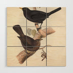 Blackbird by John and Elizabeth Gould, 1837 (benefitting The Audubon Society) Wood Wall Art Gallery Image 1