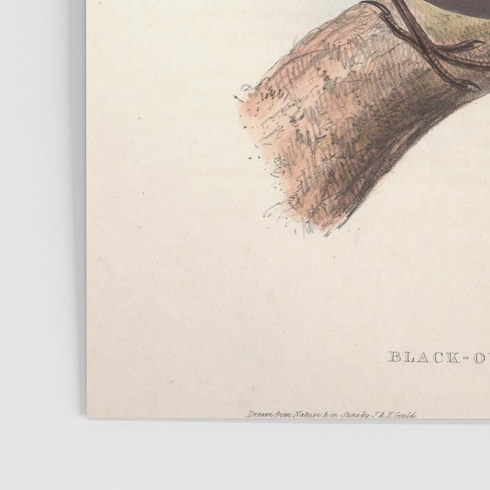 Blackbird by John and Elizabeth Gould, 1837 (benefitting The Audubon Society) Poster Gallery Image 3