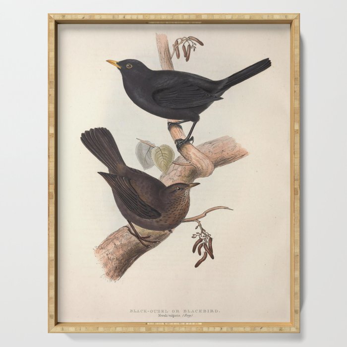 Blackbird by John and Elizabeth Gould, 1837 (benefitting The Audubon Society) Serving Tray Gallery Image 1