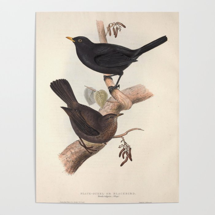 Blackbird by John and Elizabeth Gould, 1837 (benefitting The Audubon Society) Poster Gallery Image 4