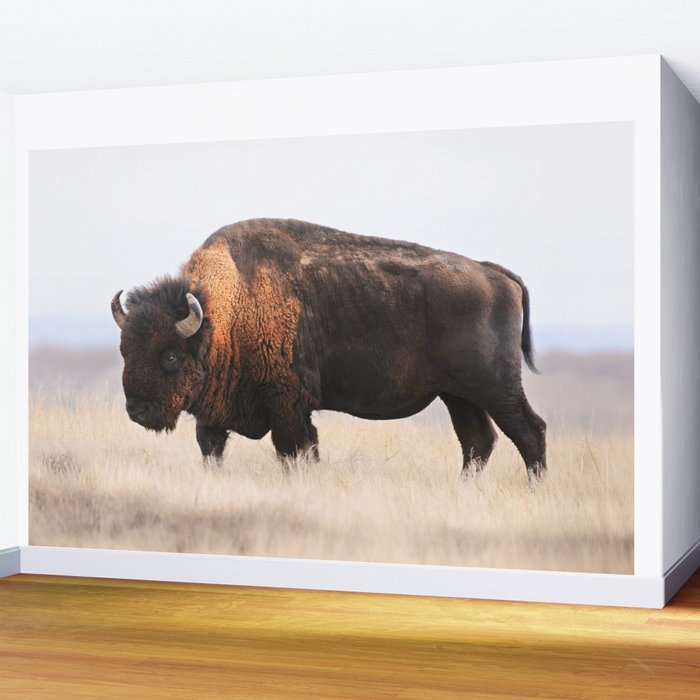 Bison Whisper Wall Mural Gallery Image 2
