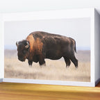 Bison Whisper Wall Mural Gallery Image 2