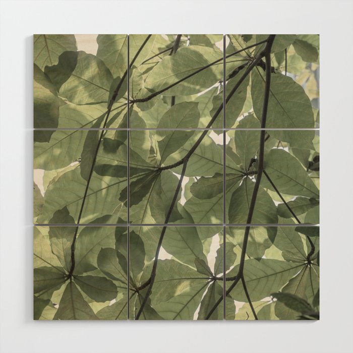 Sage green botanical art print - soft green leaves - nature and travel photography Wood Wall Art Gallery Image 1
