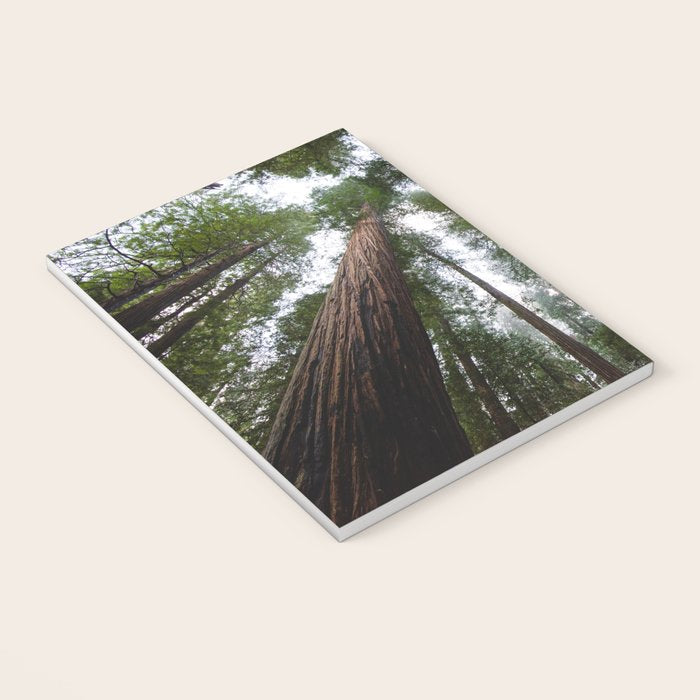 Redwood Forest Adventure VI - Nature Photography Notebook Gallery Image 3