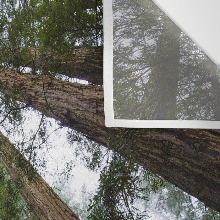 Redwood Forest Adventure VI - Nature Photography Wall Tapestry Gallery Image 3