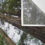 Redwood Forest Adventure VI - Nature Photography Wall Tapestry Gallery Image 3