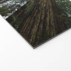 Redwood Forest Adventure VI - Nature Photography Welcome Mat Gallery Image 2