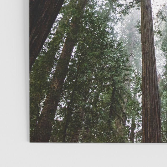 Redwood Forest Adventure VI - Nature Photography Poster Gallery Image 3
