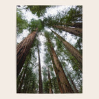 Redwood Forest Adventure VI - Nature Photography Poster Gallery Image 4