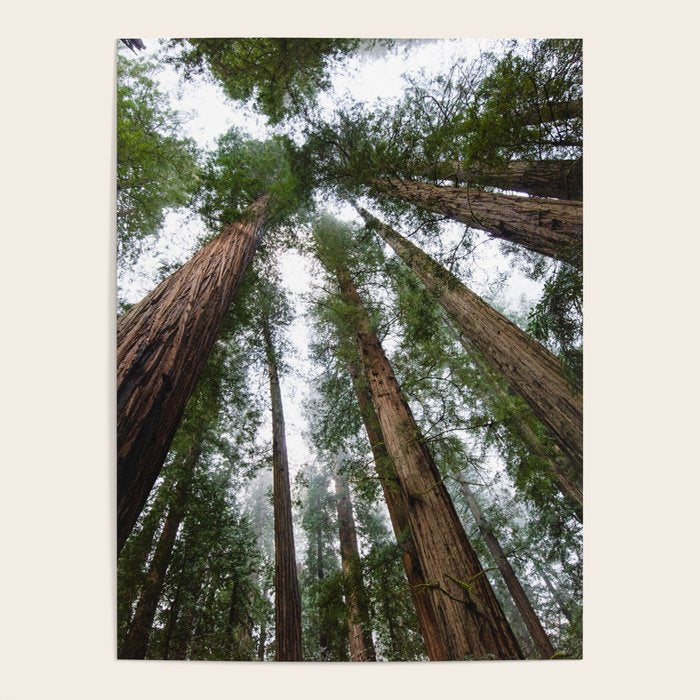 Redwood Forest Adventure VI - Nature Photography Poster Gallery Image 4
