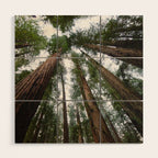 Redwood Forest Adventure VI - Nature Photography Wood Wall Art Gallery Image 1